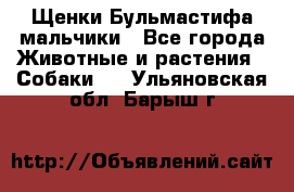 Щенки Бульмастифа мальчики - Все города Животные и растения » Собаки   . Ульяновская обл.,Барыш г.